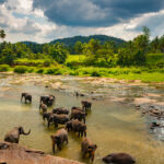 Elephants bathing in the river. Pinnawala Elephant Orphanage. Sri Lanka