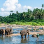 group-of-wild-elephant-in-pinnawala-village-of-sri-lanka-pinnawala-has-the-largest-herd-of-captive-elephants-in-the-world-free-photo