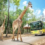 vinpearl-safari-phu-quoc-lot-top-dau-vuon-thu-va-thuy-cung-tai-chau-a
