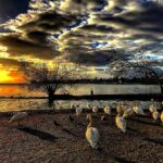 view-of-the-geneva-leman