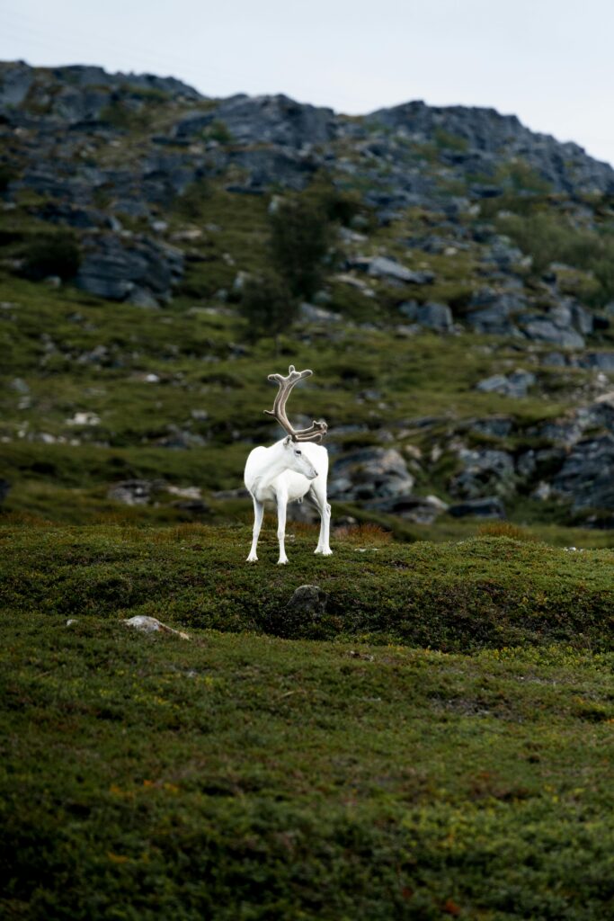 A majestic white reindeer stands amidst rocky hills in Norway, showcasing natural beauty.