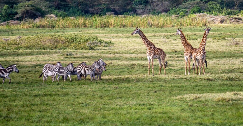 giraffes, animals, wildlife, mammals, wild animals, fauna, wilderness, nature, tanzania, africa, zebras, arusha, tanzania, tanzania, tanzania, arusha, arusha, arusha, arusha, arusha