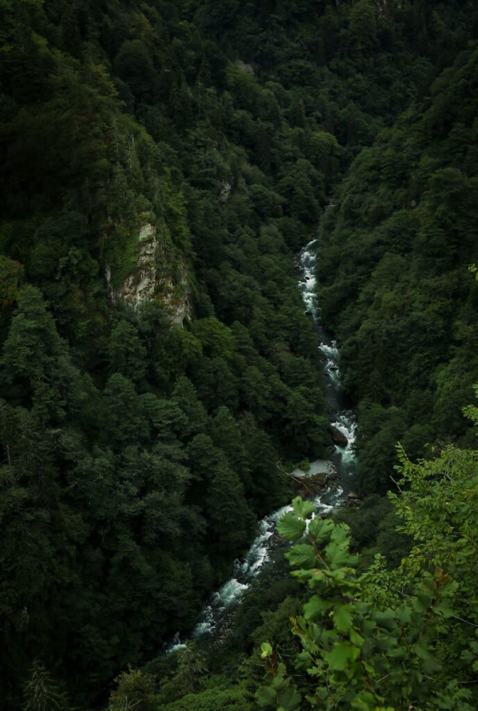 Aerial view of a green forest valley with a winding river in summer.