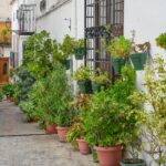 Picturesque alley decorated with plants in Iznatoraf, showcasing traditional Andalusian charm.
